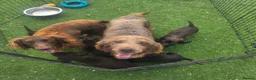 Cocker Spaniel dogs for sale: Working Type Cocker Spaniels - Advert 14
