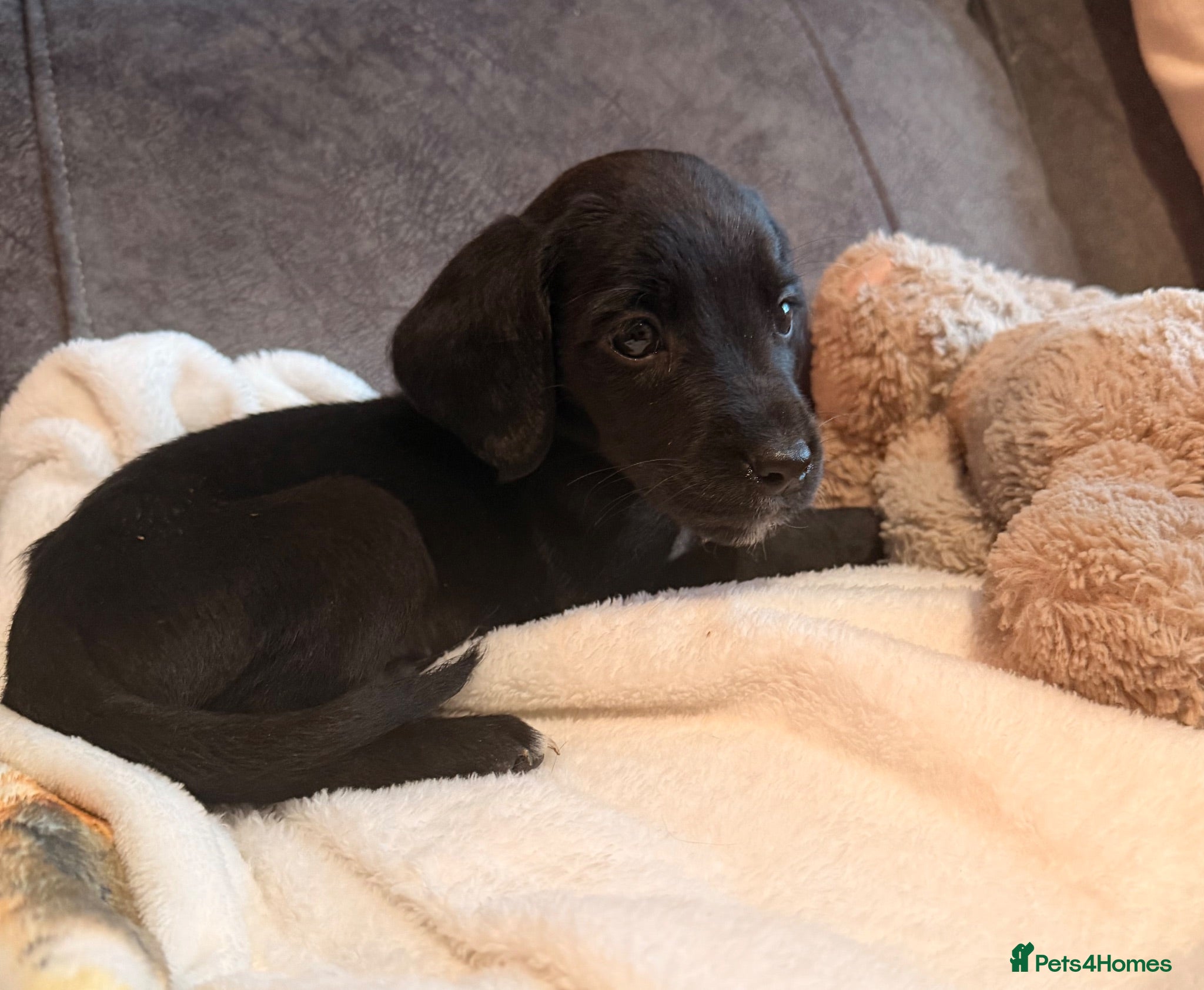 Springador dogs 1st generation Springador puppies last boy ready - Advert 2
