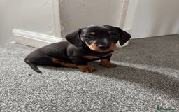 Miniature Dachshund dogs for sale: 2 Boys left - Image 1