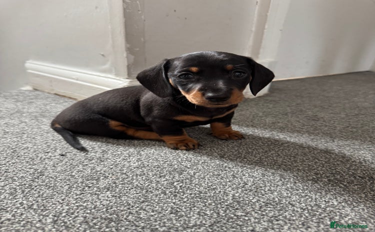 Miniature Dachshund dogs - Advert 3