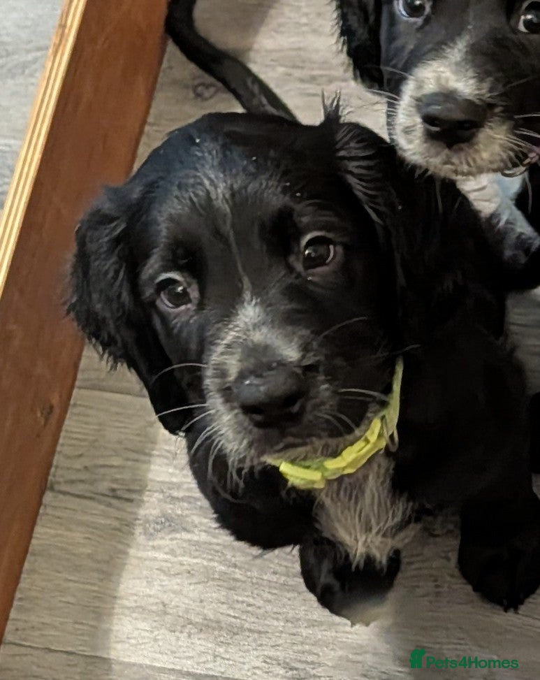Sprocker dogs Sprocker Spaniel pups! 1 Girl & 2 boys available. - Advert 4