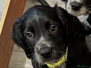 Sprocker dogs Sprocker Spaniel pups! 1 Girl & 2 boys available. - Advert 4