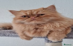 Persian cats for stud: Persian stud service  - Image 11