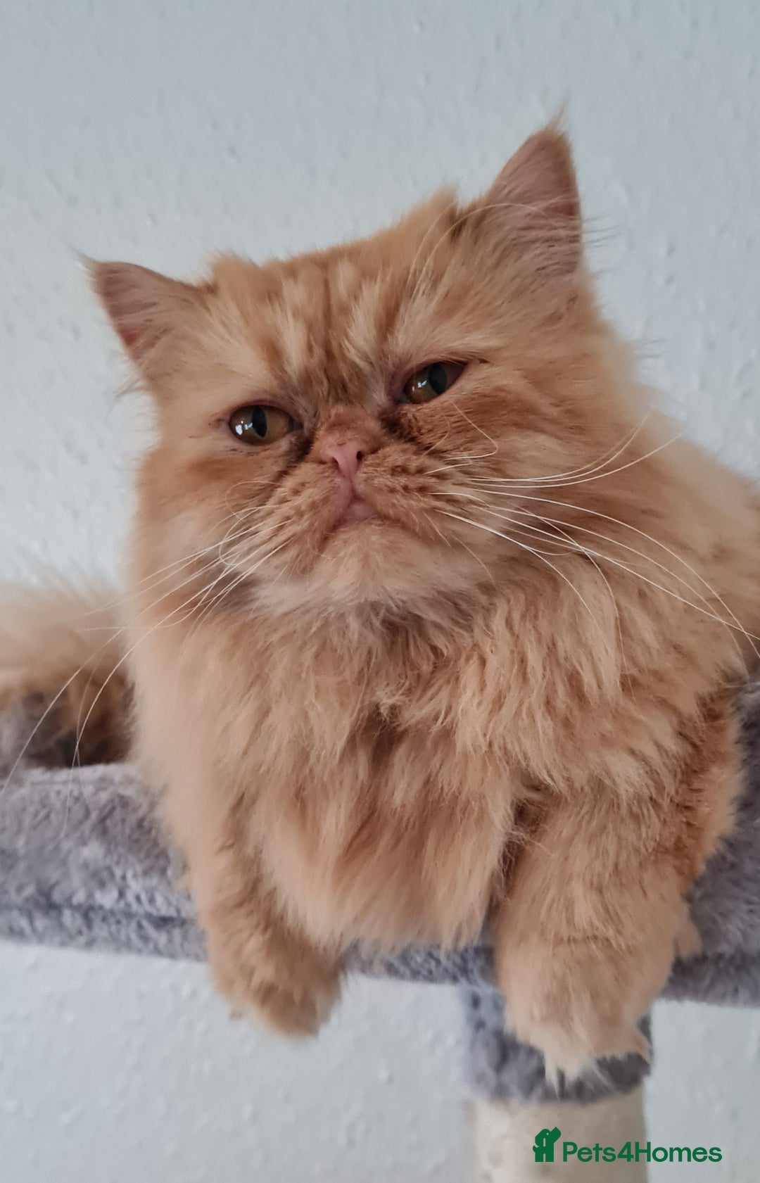 Persian cats for stud: Persian stud service  - Image 11