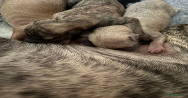 Whippet dogs - Advert 1