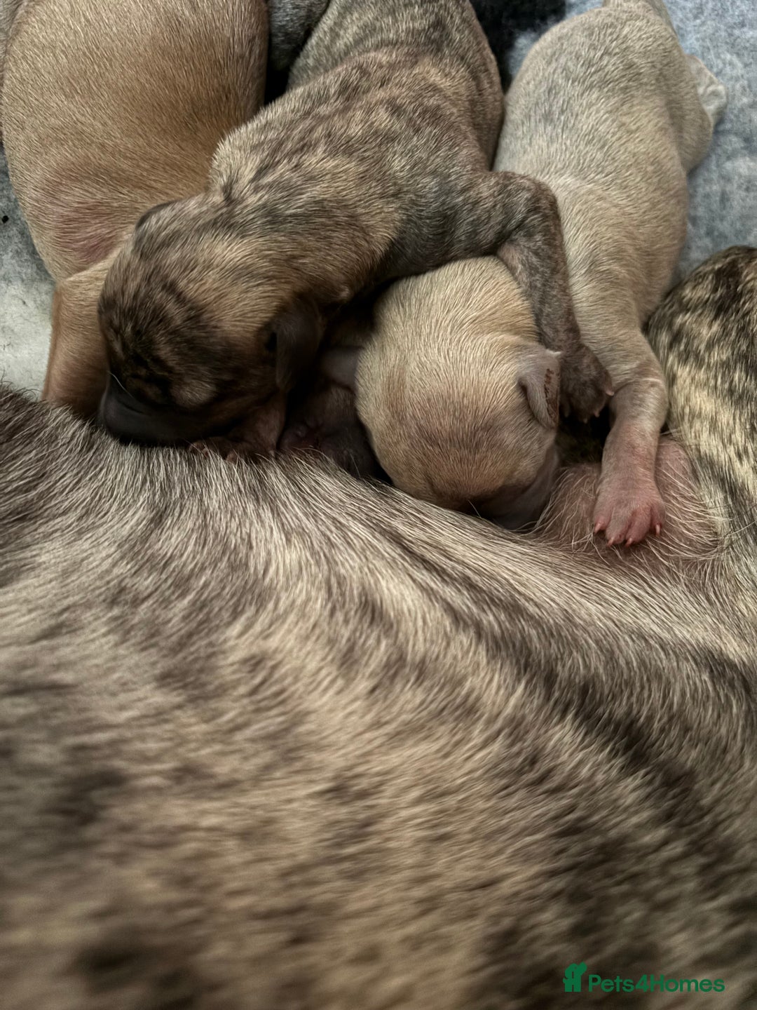 Whippet dogs for sale: Adorable KC reg Whippet puppies 🩷💙 - Image 3