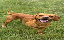 Cockerdor dogs for stud: Fox red cocker x lab for stud  in Wellington - Image 12