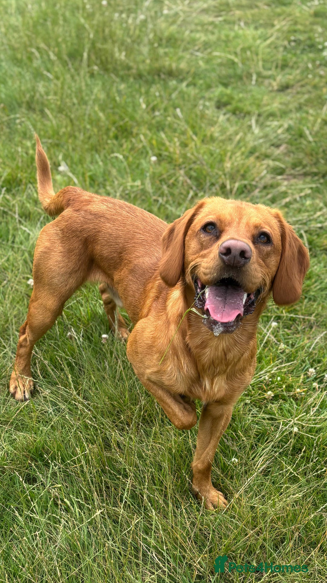 Cockerdor dogs for stud: Fox red cocker x lab for stud  in Wellington - Image 12