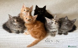 Maine Coon cats for sale: 1 red boy & 1 blue tortie Maine coon kittens  - Image 1