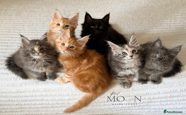 Maine Coon cats - Advert 3