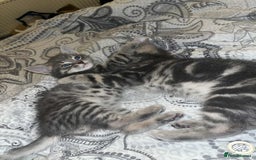 Domestic Shorthair cats for sale: Beautiful boys for sale  - Image 13