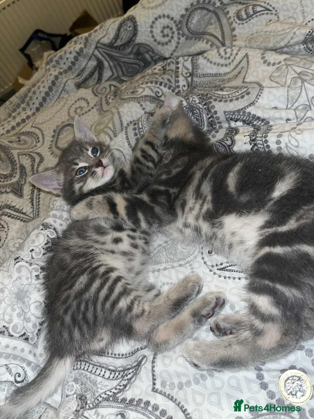 Domestic Shorthair cats for sale: Beautiful boys for sale  - Image 13