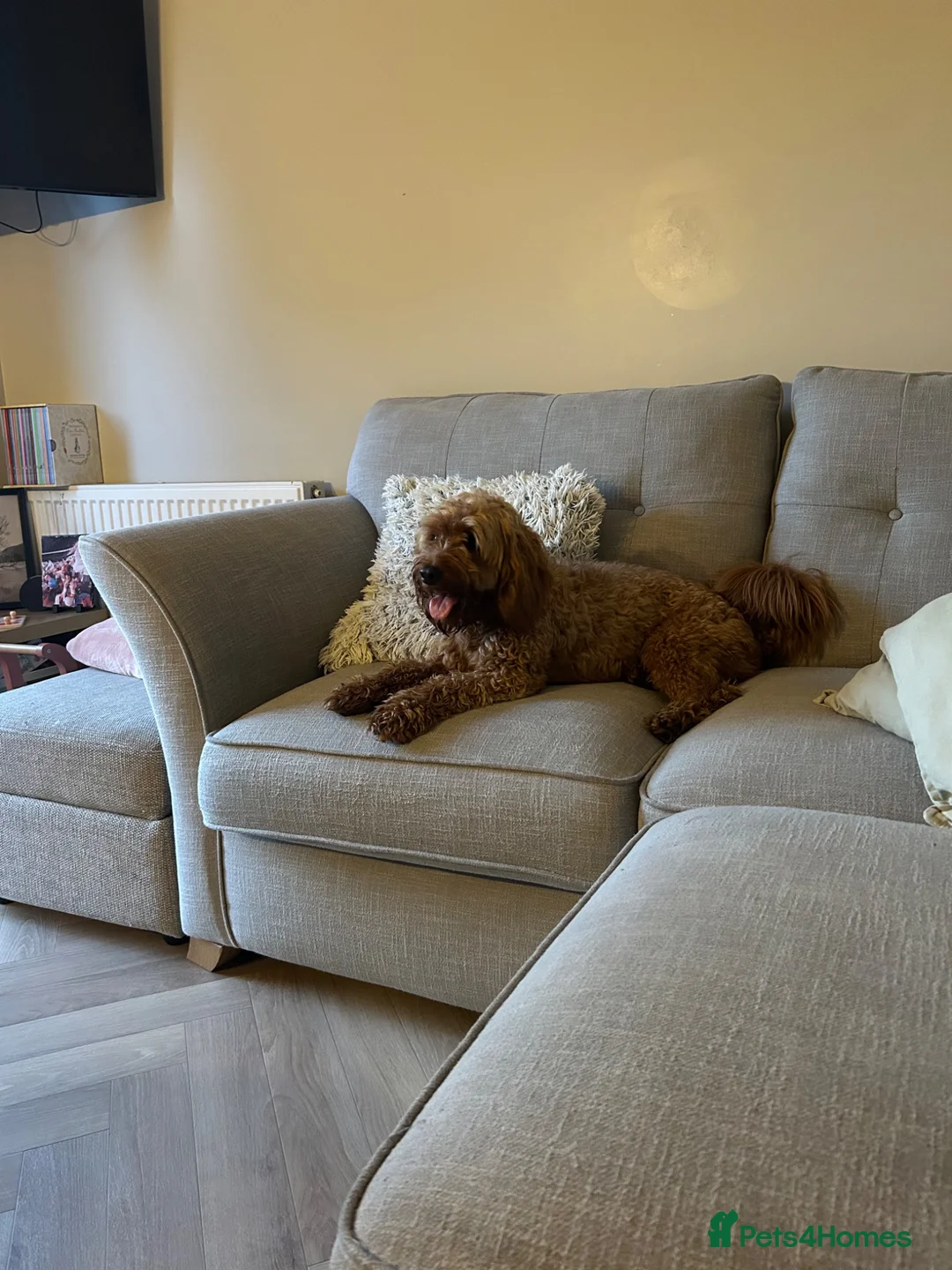Cockapoo dogs for sale: Cockerpoo in Bolton - Advert 2