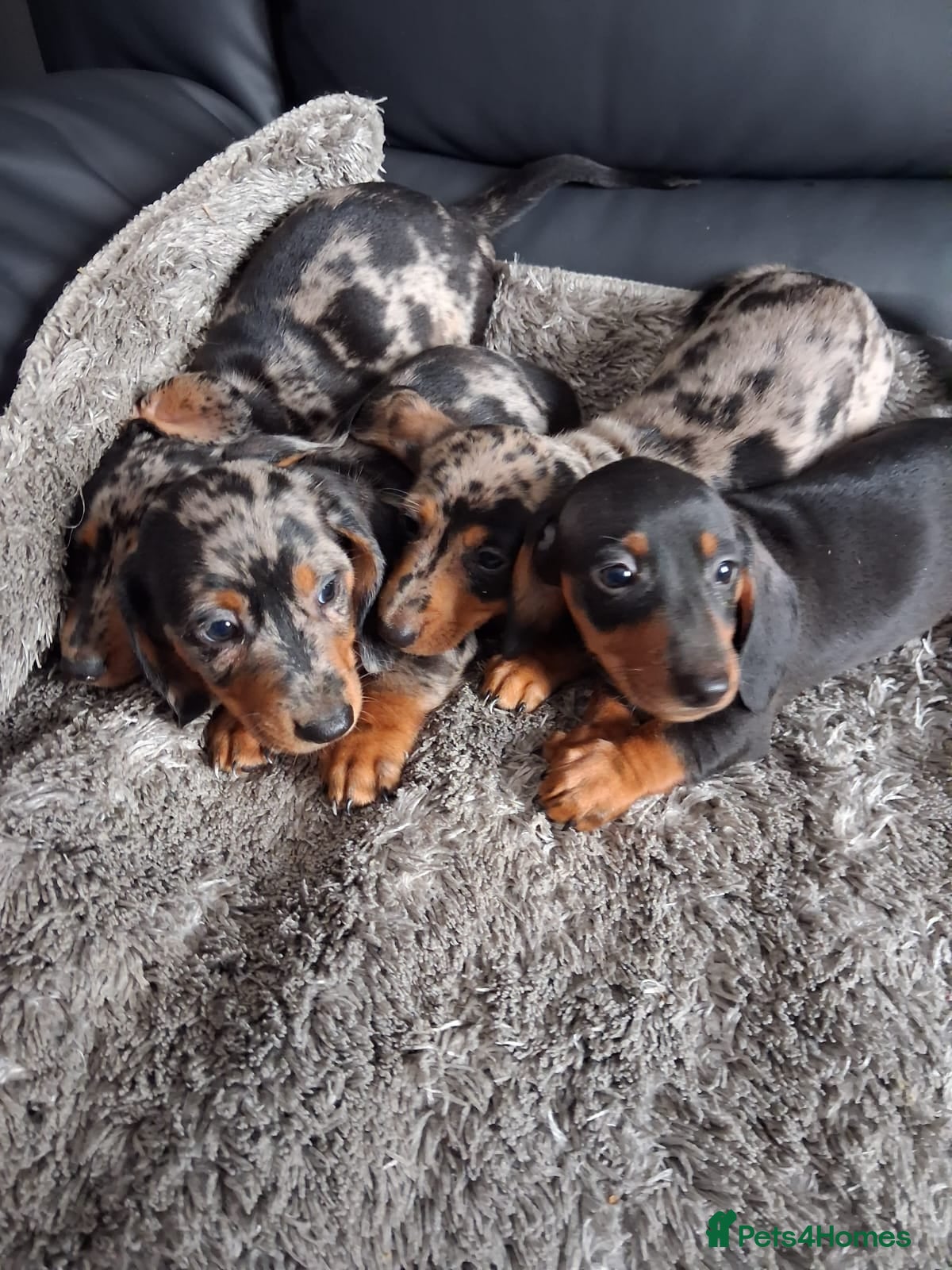 Miniature Dachshund dogs Miniature dachshund puppies boys and girls - Advert 1