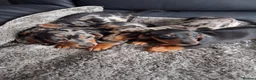 Miniature Dachshund dogs for sale: Miniature dachshund puppies boys and girls - Advert 1