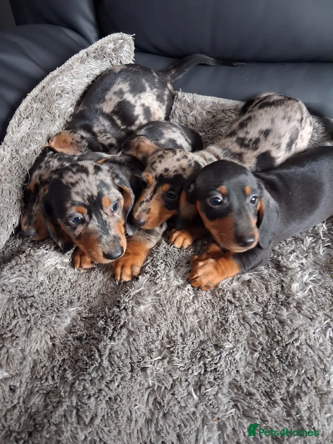 Miniature Dachshund dogs for sale: Miniature dachshund puppies boys and girls - Advert 1