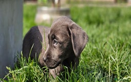 Labrador Retriever dogs for sale: LAST 2 KC HEALTH TESTED CHARCOAL LABS AVAILABLE  - Image 11