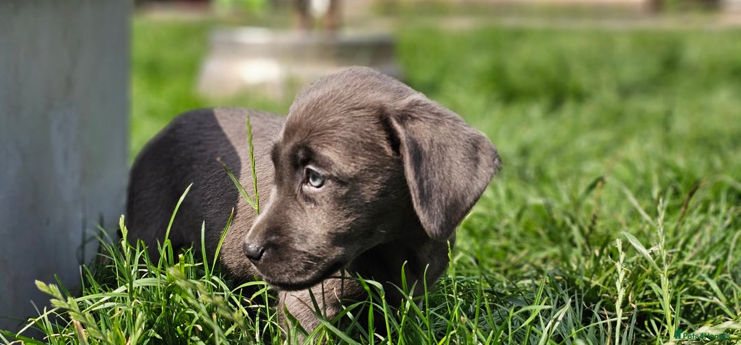 Labrador Retriever dogs for sale: LAST 2 KC HEALTH TESTED CHARCOAL LABS AVAILABLE  - Image 11
