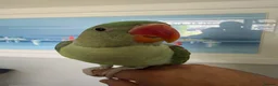 Parrots birds for sale: Beautiful Young Alexandrian Parrot – With Cage - Advert 4