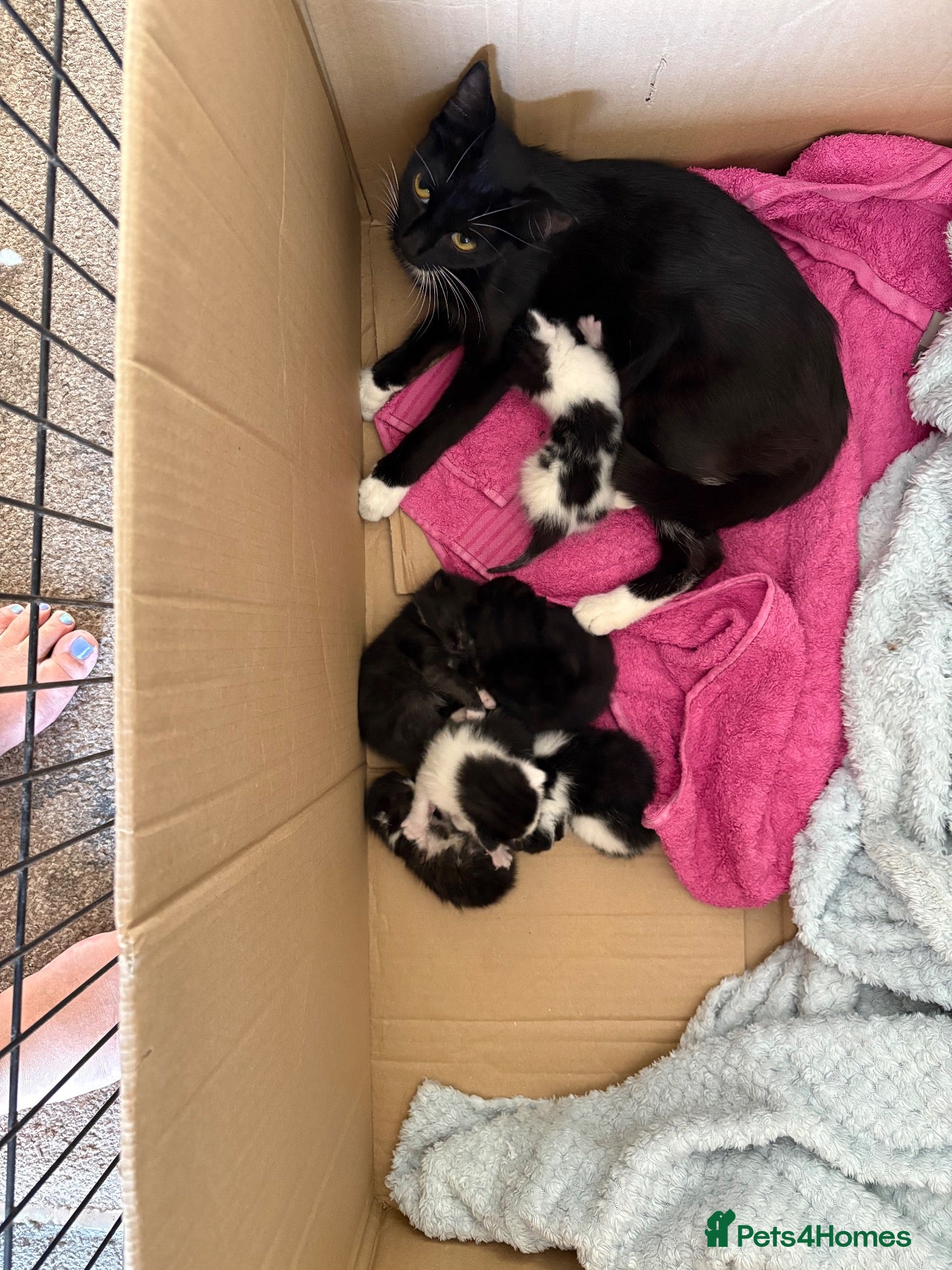 Mixed Breed cats 10 playful kittens boys and girls available - Advert 4