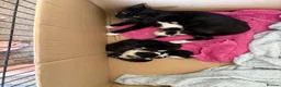 Mixed Breed cats for sale: 10 playful kittens boys and girls available - Advert 1