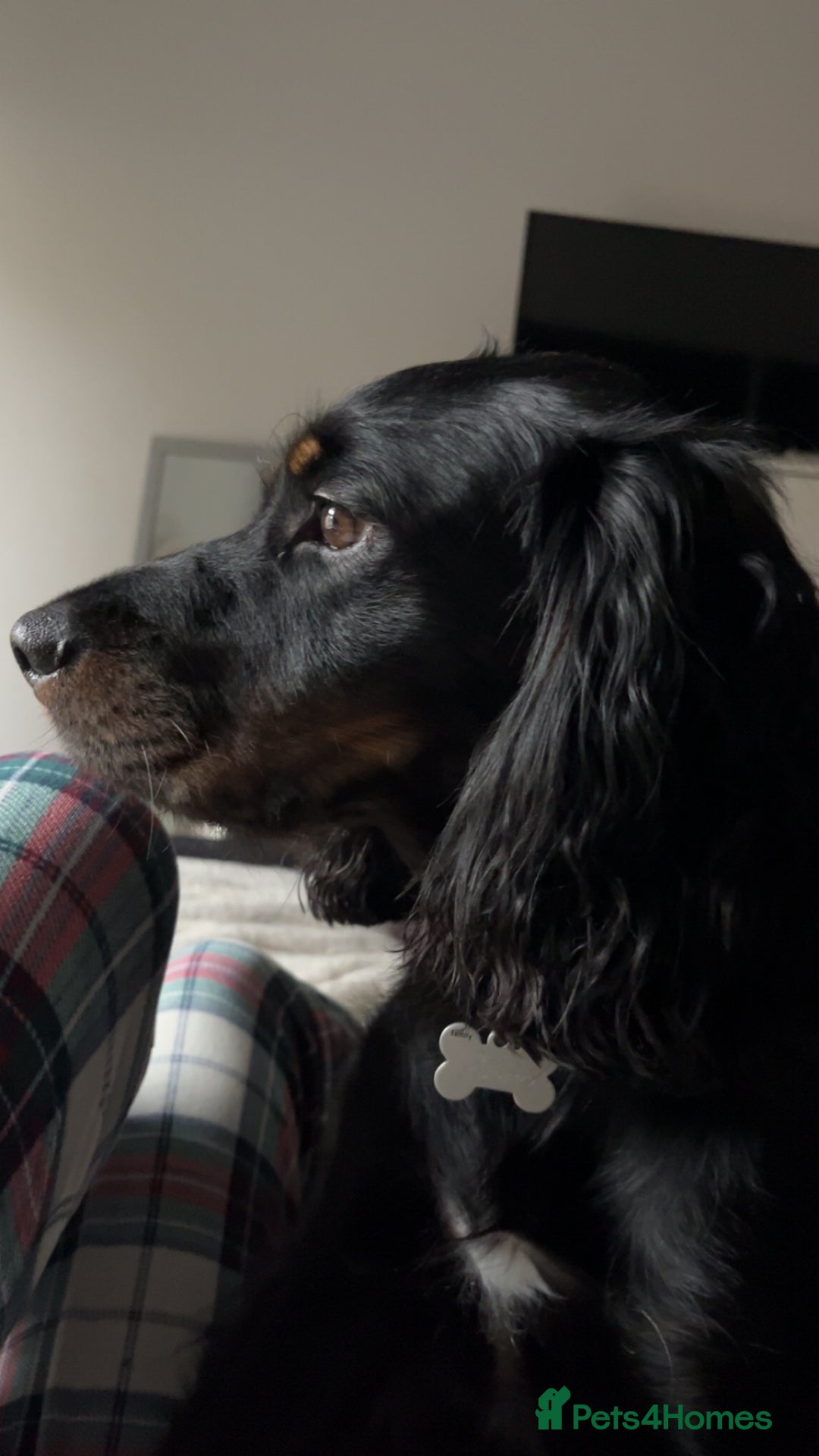 Mixed Breed dogs for stud: Sprocker (Cocker Spaniel) for stud hire  - Advert 3