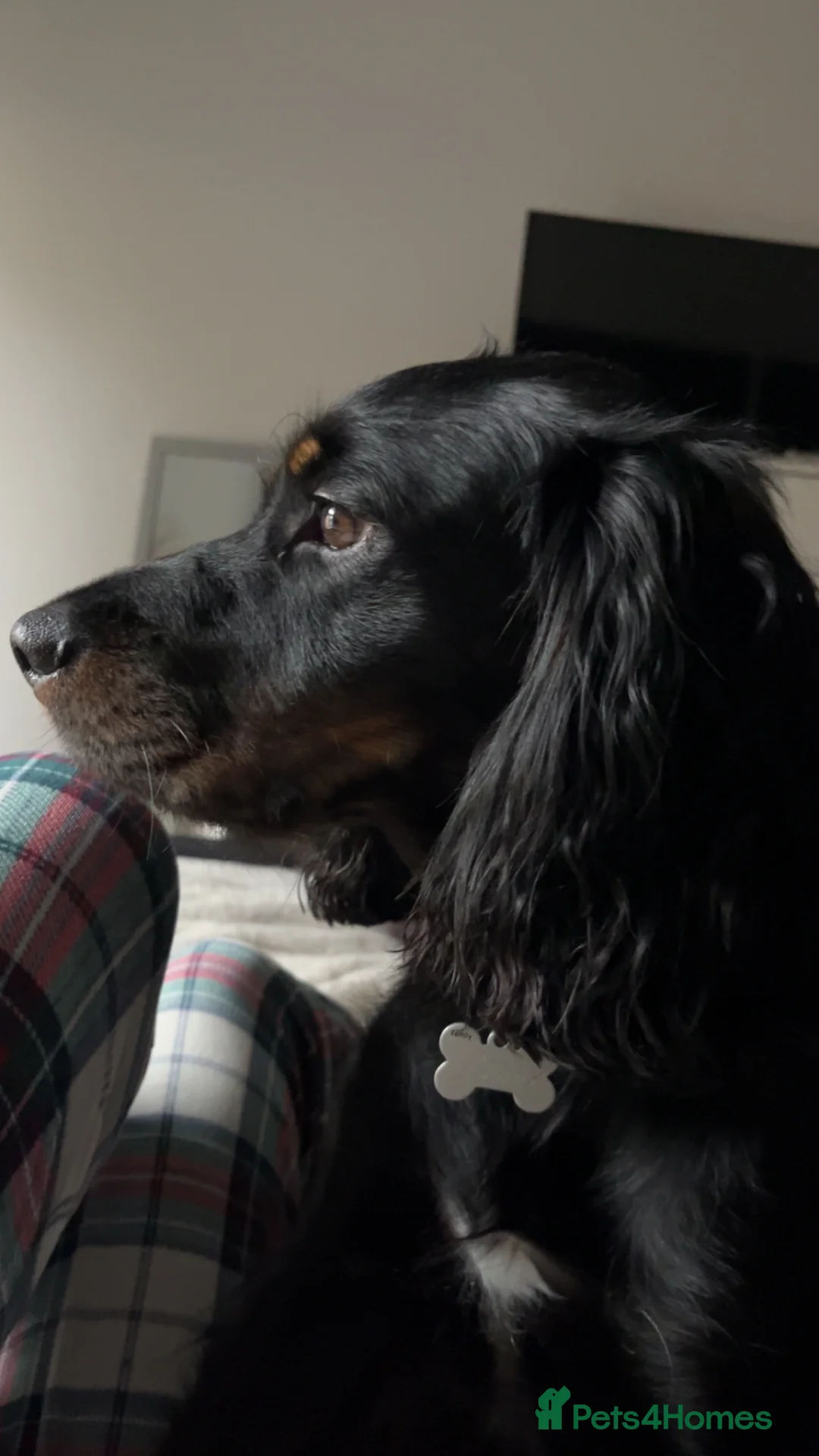 Mixed Breed dogs for stud: Sprocker (Cocker Spaniel) for stud hire  - Advert 3