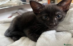 Mixed Breed cats for sale: Beautiful kittens ready for loving new homes.  - Image 19