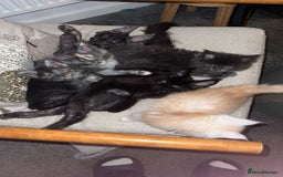 Maine Coon cats for sale: Stunning championship Maine coon black smoke - Image 11