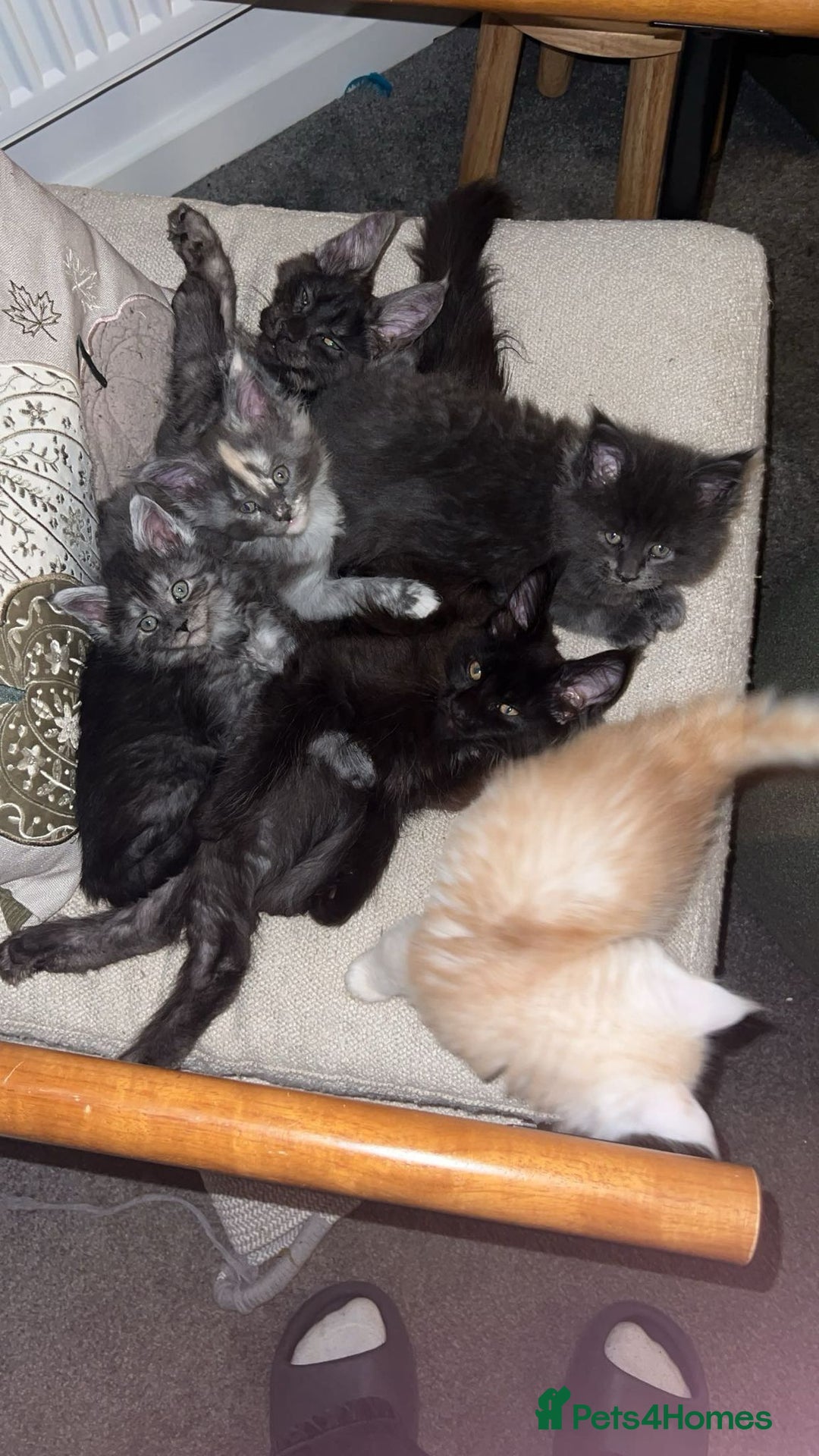 Maine Coon cats for sale: Stunning championship Maine coon black smoke - Image 11