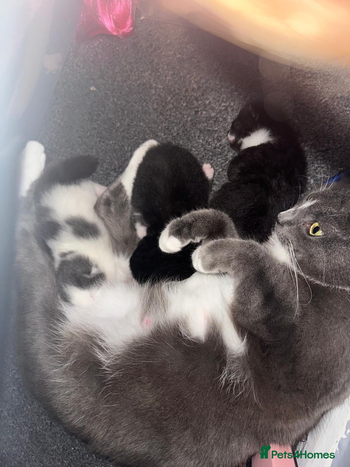 Mixed Breed cats 2 lovely fluffy kittens  - Advert 1