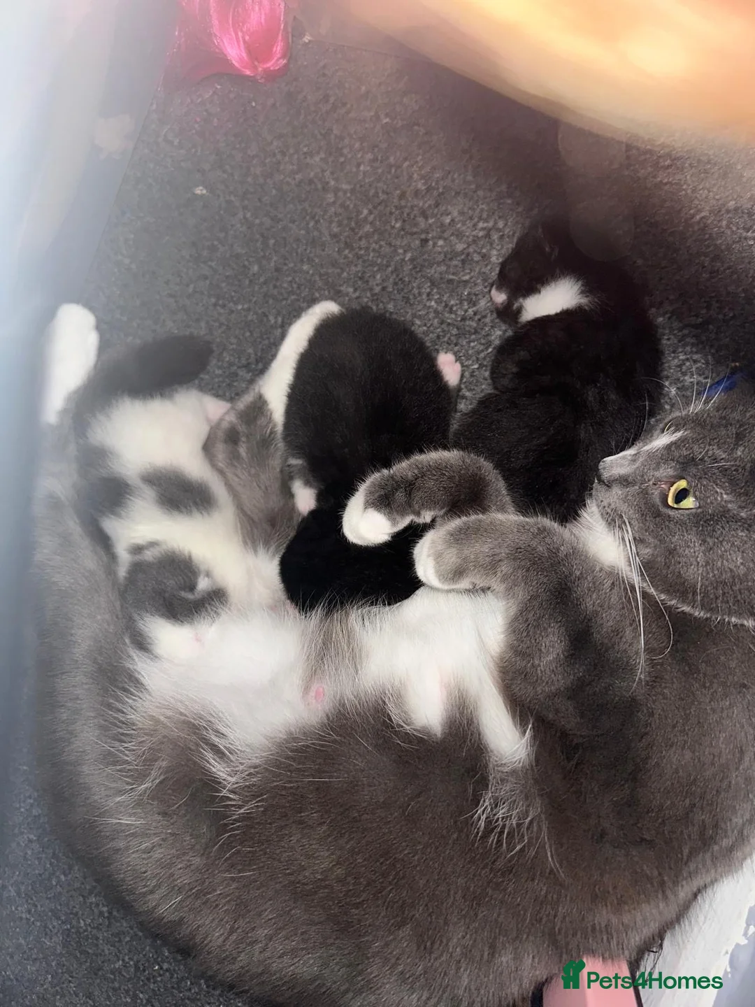 Mixed Breed cats for sale: 2 lovely fluffy kittens  - Advert 1