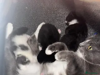 Mixed Breed cats 2 lovely fluffy kittens - Advert 1