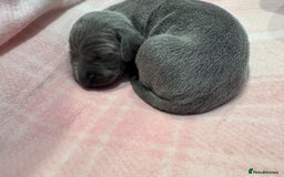 Weimaraner dogs for sale: 🐾 KC Registered Weimaraner Puppies 🐾 - Image 15