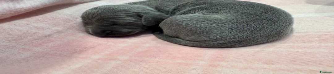 Weimaraner Puppy 6