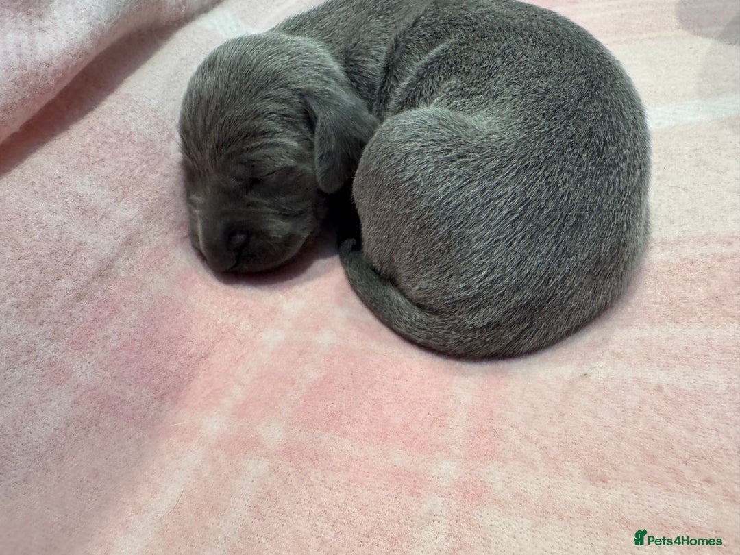 Weimaraner dogs for sale: 🐾 KC Registered Weimaraner Puppies 🐾 - Image 15