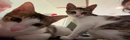 Mixed Breed cats for adoption: Cleo and Junior - lovely kitties - Advert 3