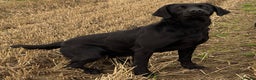 Labrador Retriever dogs for stud: Proven, KC Registered & Fully Health Tested in Laurencekirk - Advert 11