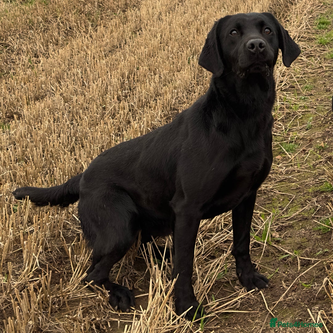 Labrador Retriever dogs for stud: Proven, KC Registered & Fully Health Tested in Laurencekirk - Advert 11