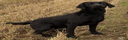 Labrador Retriever dogs for stud: Proven, KC Registered & Fully Health Tested in Laurencekirk - Advert 11
