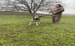 Mixed Breed dogs for adoption: Shirley - Norwich Norfolk  - Image 22