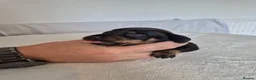 Miniature Dachshund dogs for sale: 🖤 Stunning Miniature Dachshunds 🖤 - Advert 17