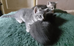 Mixed Breed cats for sale: UNIQUE SILVER/BLUE BENGAL X RUSSIAN BLUE KITTENS  - Image 24