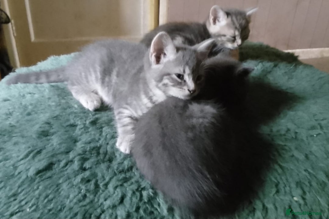 Mixed Breed cats for sale: UNIQUE SILVER/BLUE BENGAL X RUSSIAN BLUE KITTENS  - Image 24
