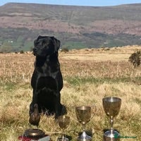 Labrador Retriever dogs FIELD TRIAL CHAMPION AT STUD  in Usk - Advert 3