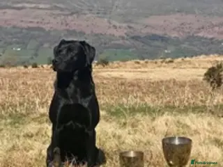 Labrador Retriever dogs FIELD TRIAL CHAMPION AT STUD in Usk - Advert 11