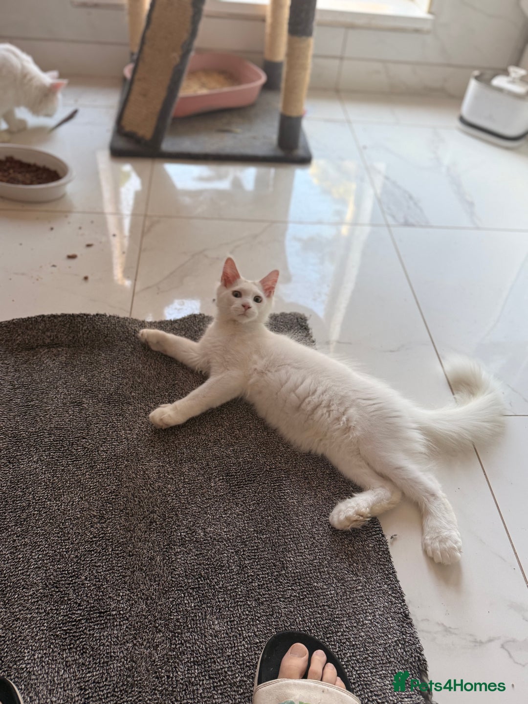 Maine Coon cats for sale: ✨ White Polydactyl Maine Coon Boy – Ready Now! ✨ - Image 11