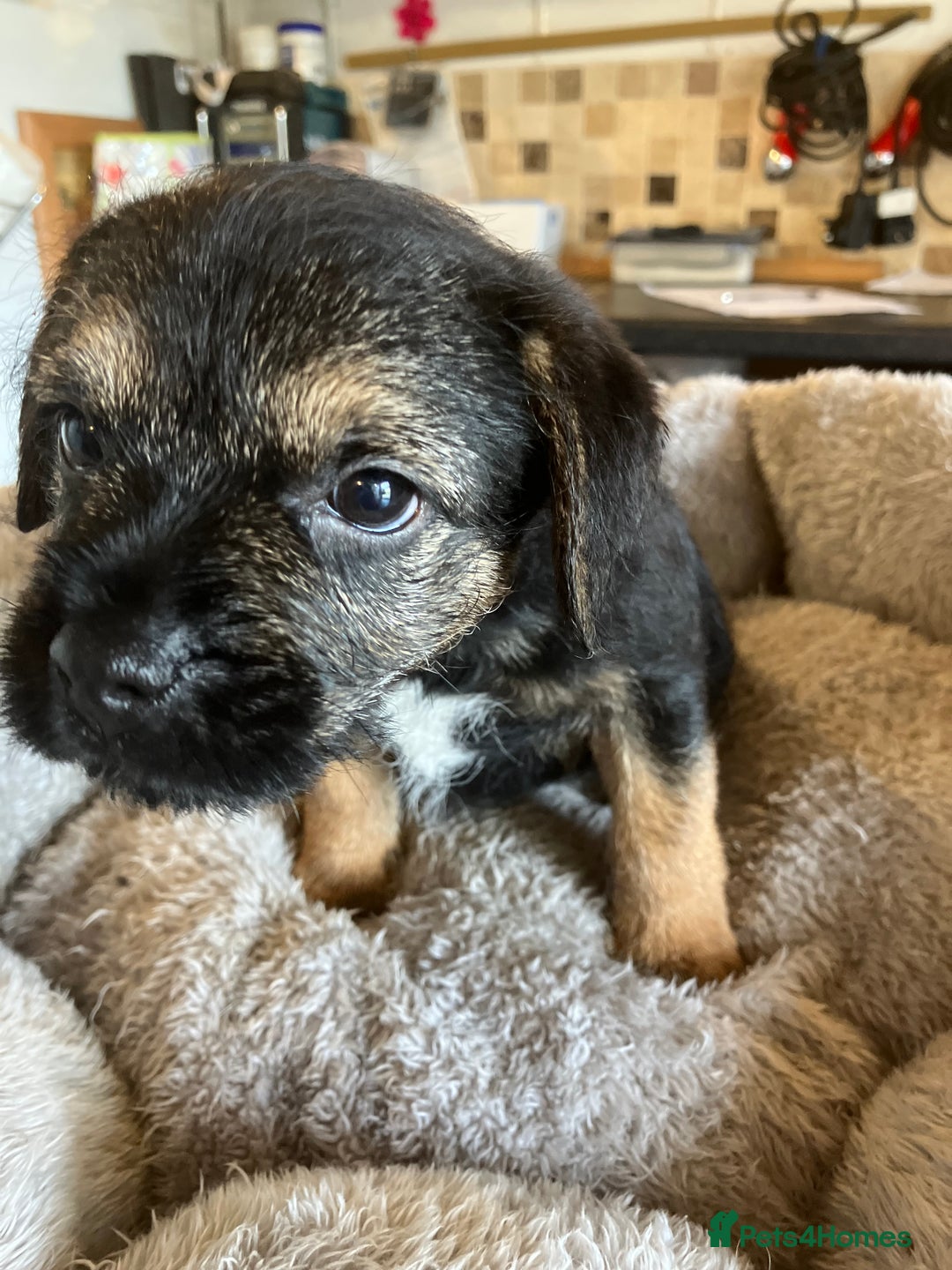 Border Terrier dogs for sale: K.C. Registered border terrier puppies  - Image 5