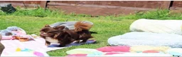 Chihuahua dogs for sale: Quality Chihuahua babies - Advert 10