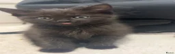 Mixed Breed cats for sale: Adorable friendly kittens  - Advert 6
